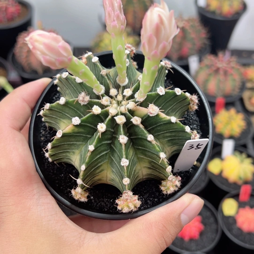 泰系全品——（默认脱土发货）