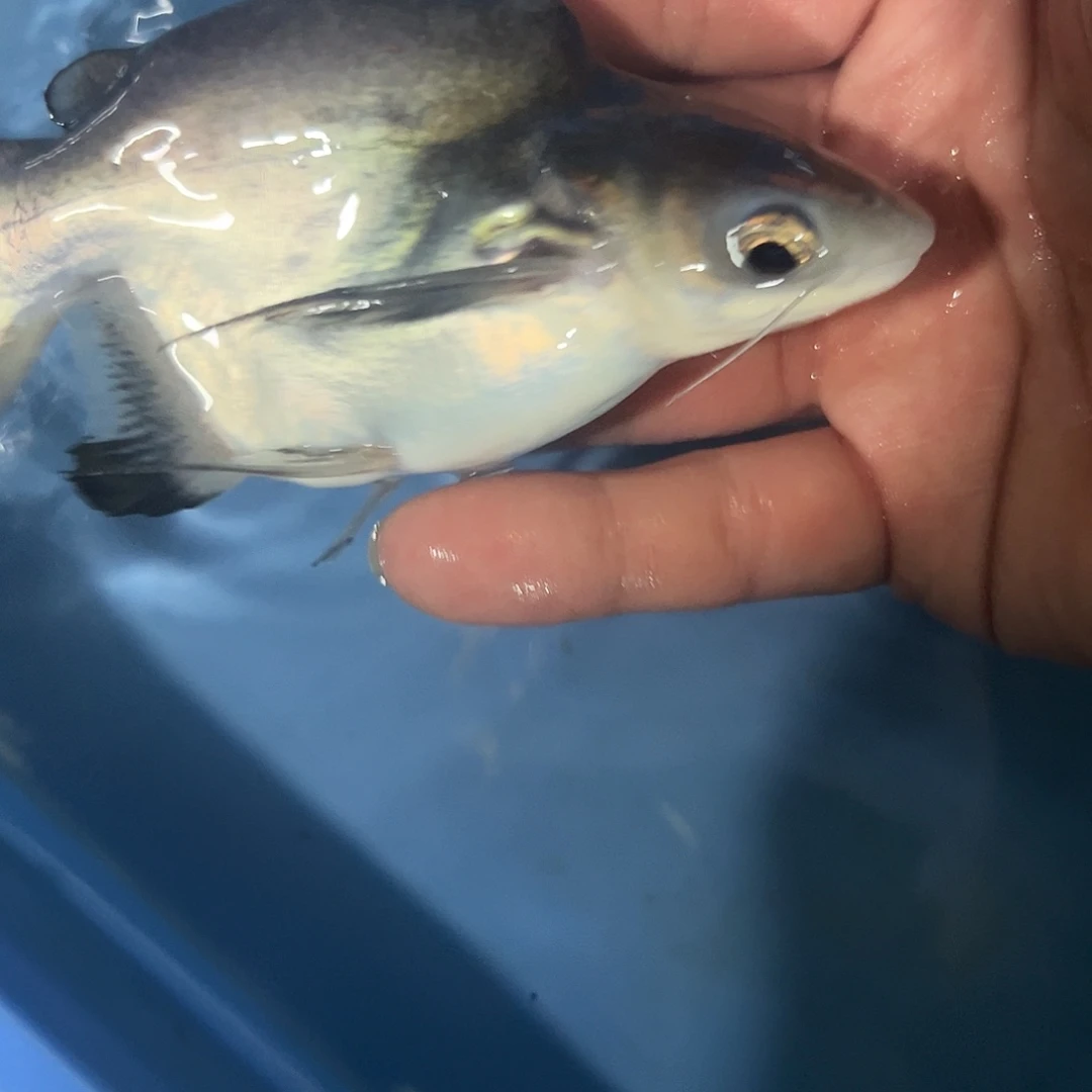 蓝鲨球鲨15公分左右