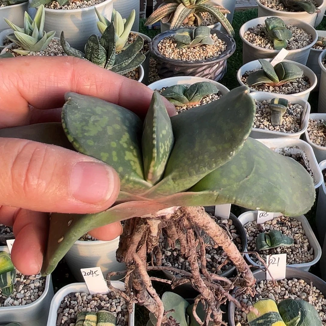 吕***超吕拍11111111111111