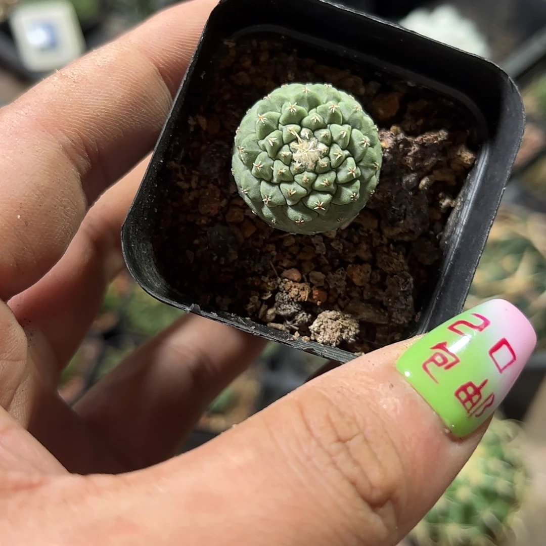 菊水单头实生单头发货有根
