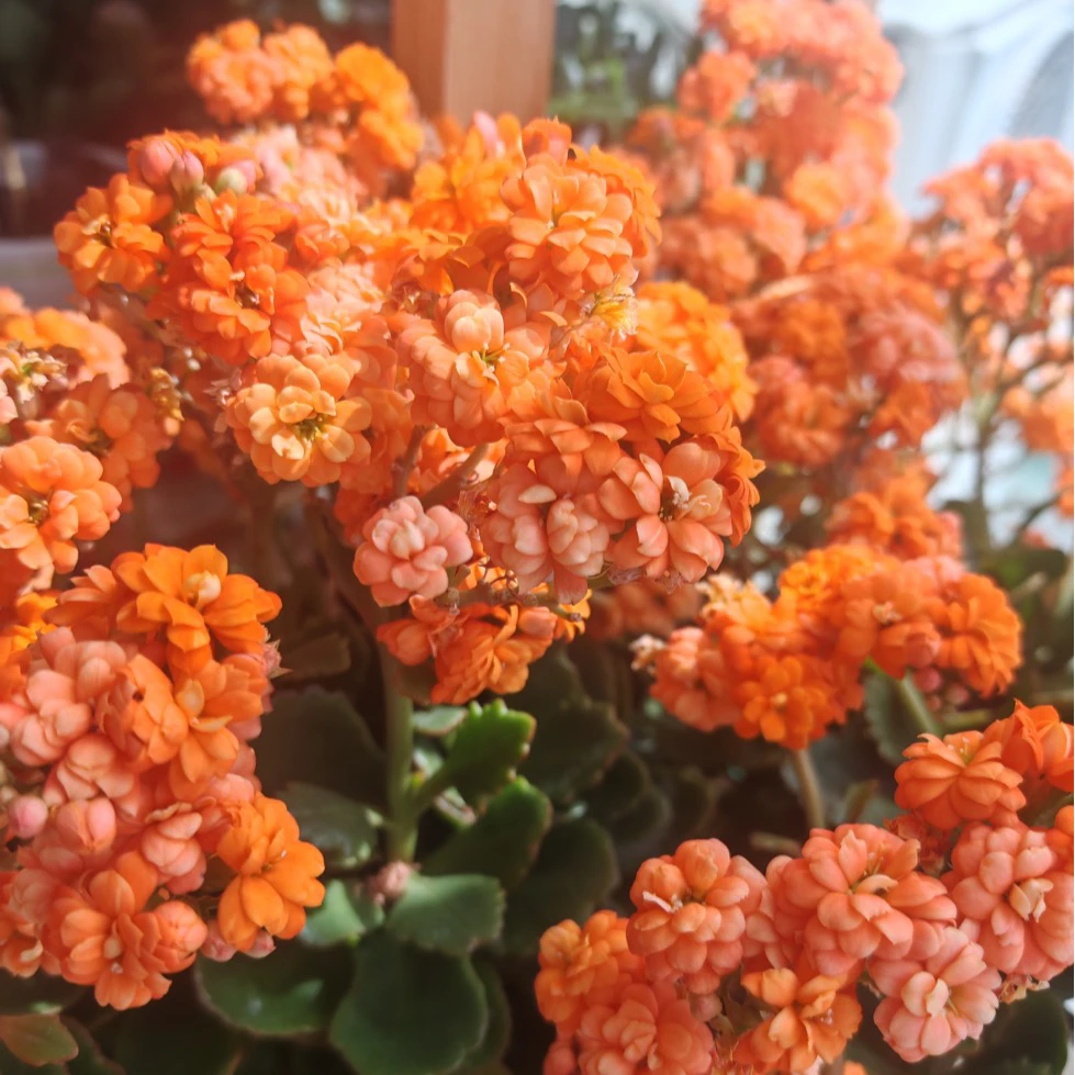 赛欧长寿花生花苞发货