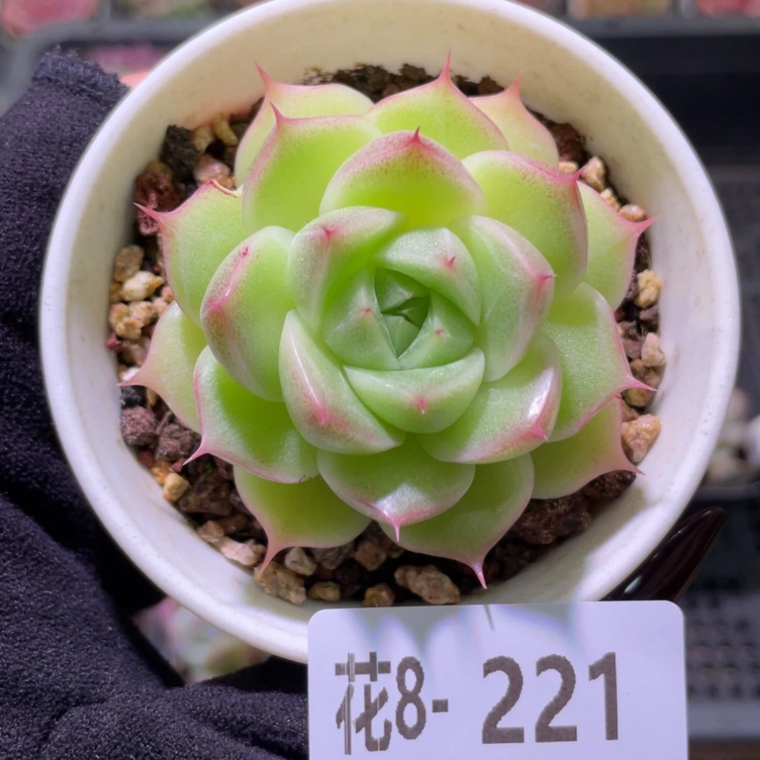 花利美8-221麦秆  微瑕