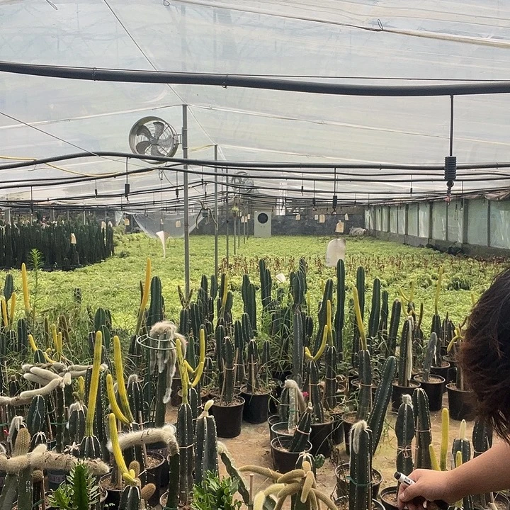 洋***梗完全开放兔兔兔兔兔