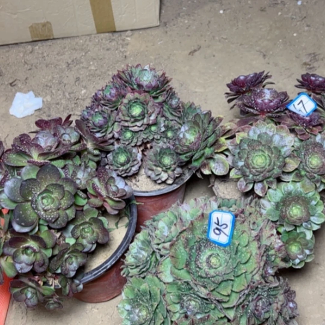 【闪购商品】多肉植物处理不售后67