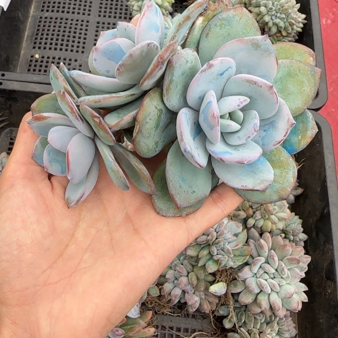 韩版奶茶三头一物一拍