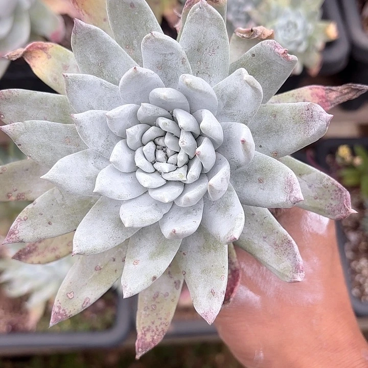 仙女杯多肉植物提取