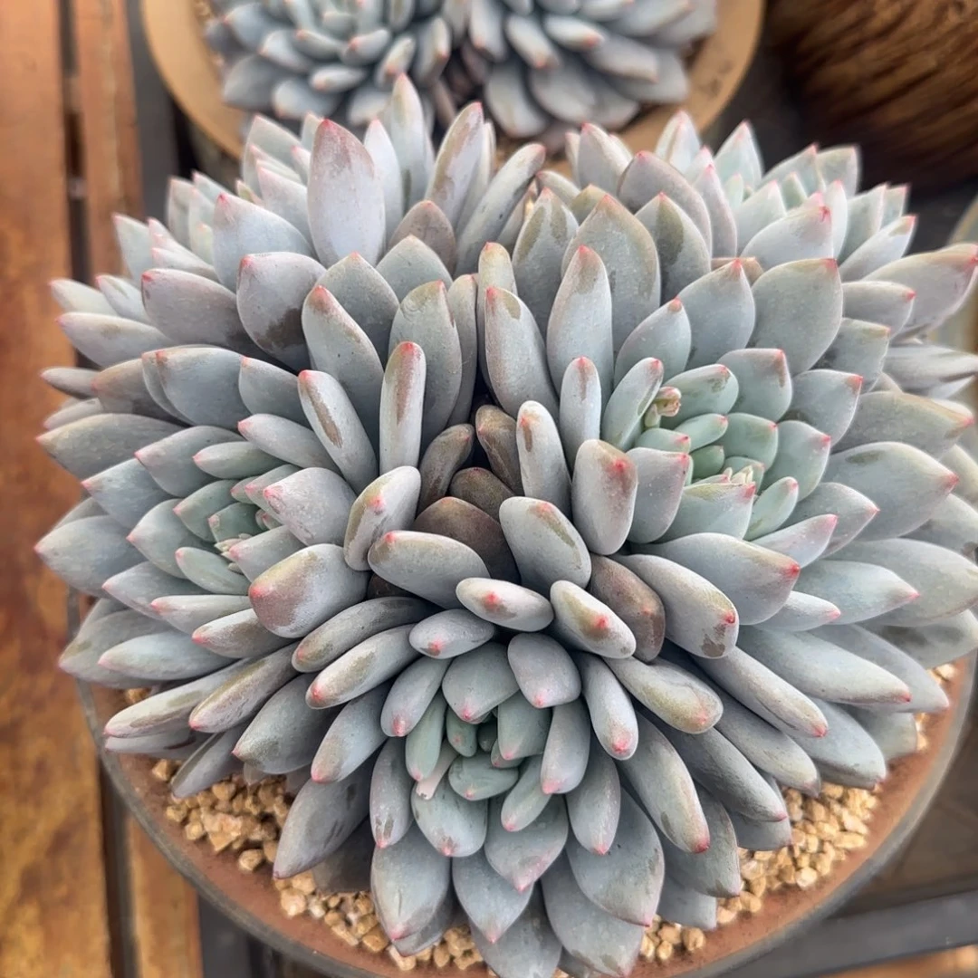 多肉植物一物一拍