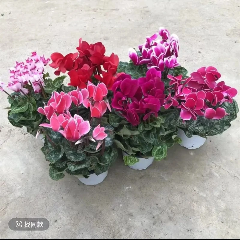 仙客来盆栽带花苞室内花卉绿植四季开花阳台庭院多年生种球花卉