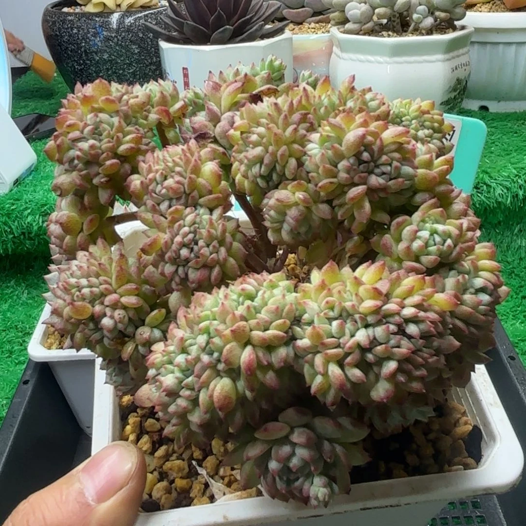 唐二姐多肉编号185