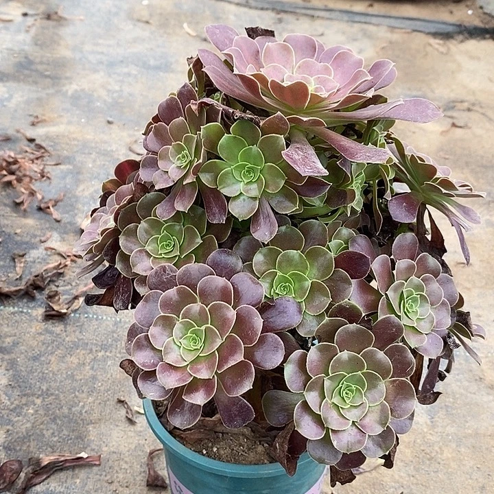 欧紫花纳21多肉植物法师法师