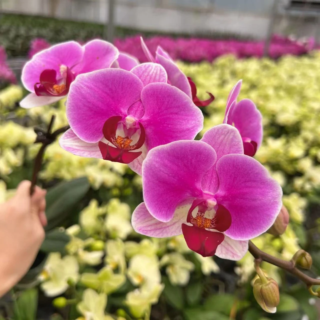 [粉黛06]2.8寸渐变粉紫色蝴蝶兰中花型带花带花苞发货