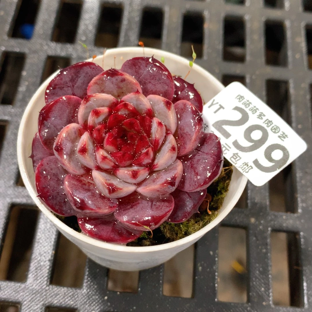 肉萌萌拇指盆精控多肉YT299