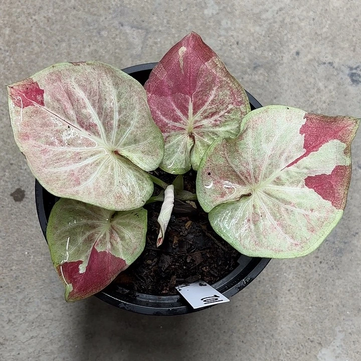 102-0221天堂莲花彩叶芋广东现货