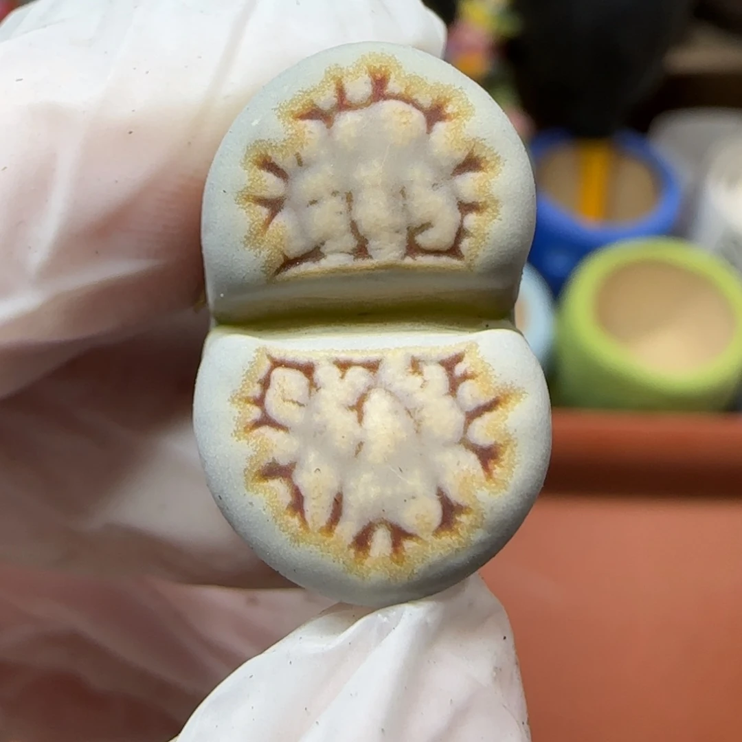 12.29.1621.6糖霜饼干.9009