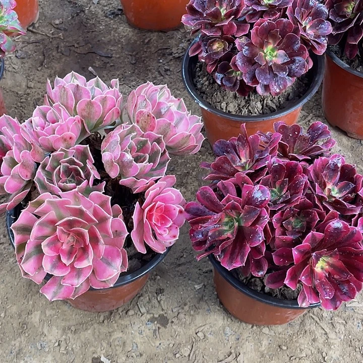 粉女巫➕样品美杜莎脱土裸根