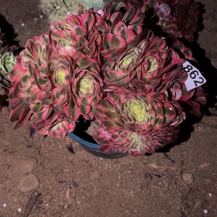 862半糖荔枝多肉植物不售后