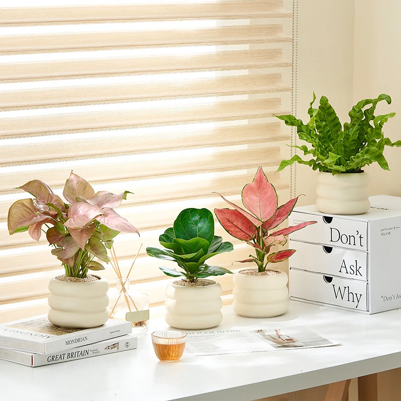 桌面植物盆栽懒人净化空气室内花卉客厅办公室绿植北欧ins风新家
