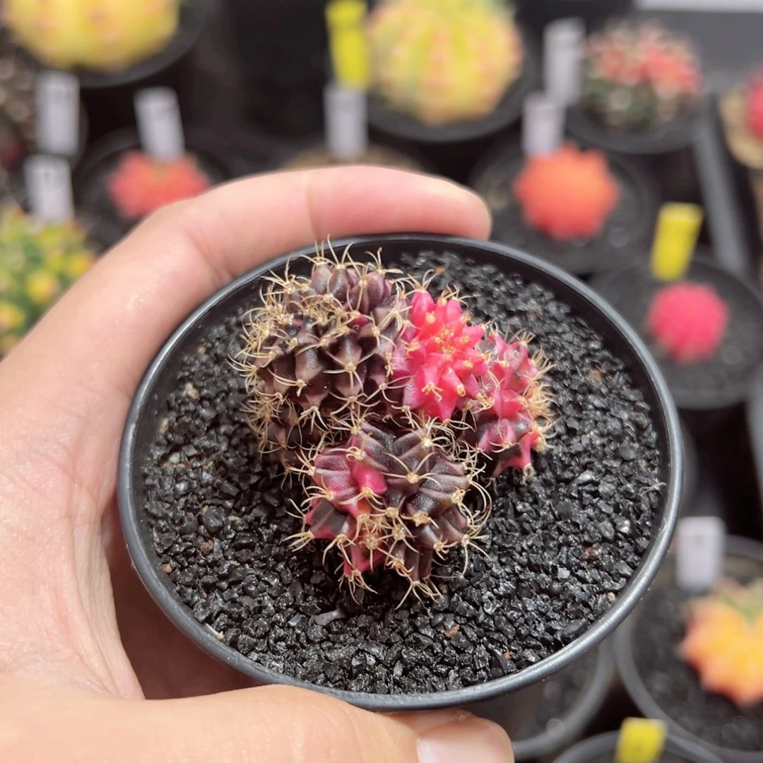 实生米哈缀化锦——（默认脱土发货）