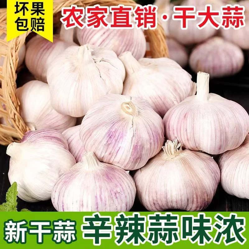 2025新干蒜大蒜碎蒜大蒜子紫白皮特大批发大蒜头干蒜5斤