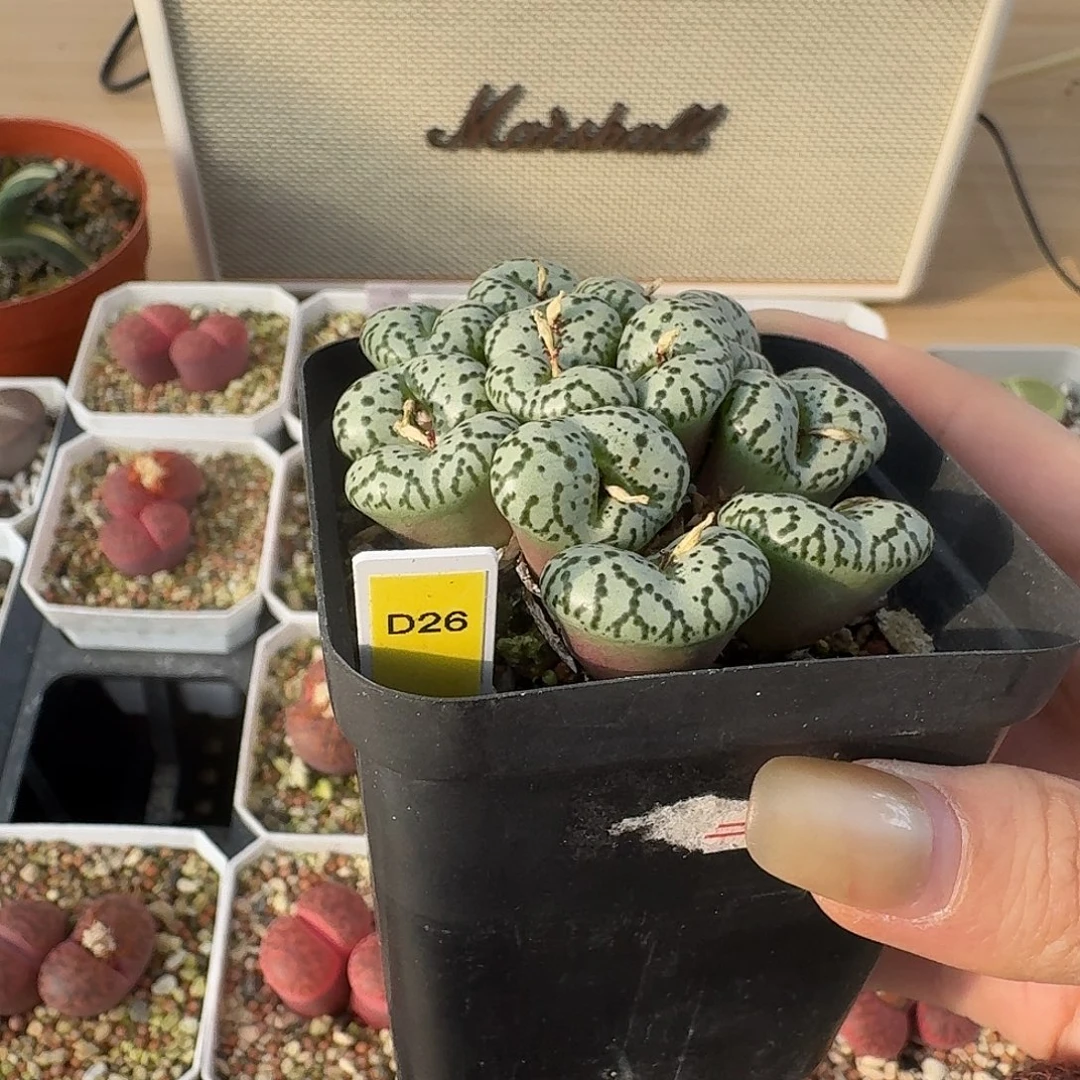 是***禾D26安贞群生脱土发货