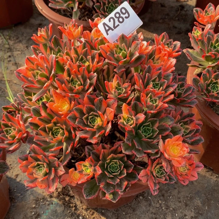 全部花朵阿***1289七彩甜茶