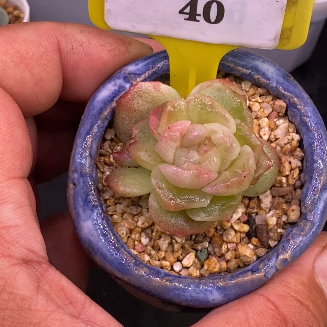 640福利，梦幻泡影石化单头