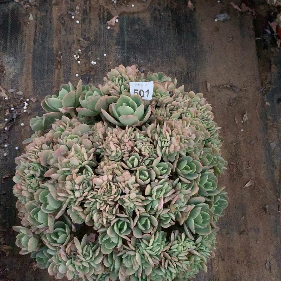 501多肉碧桃缀一颗