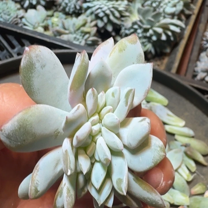 糖心嫦娥缀多肉植物