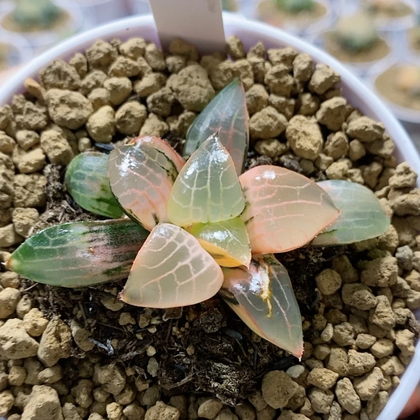 【闪购商品】22粉玻璃康平锦