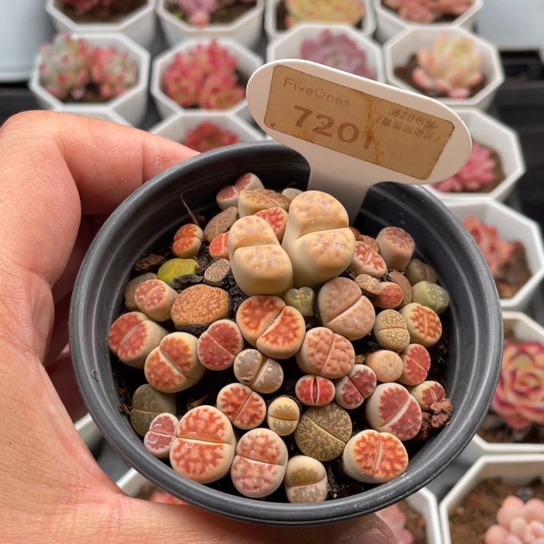 生石花7201-7.5厘米