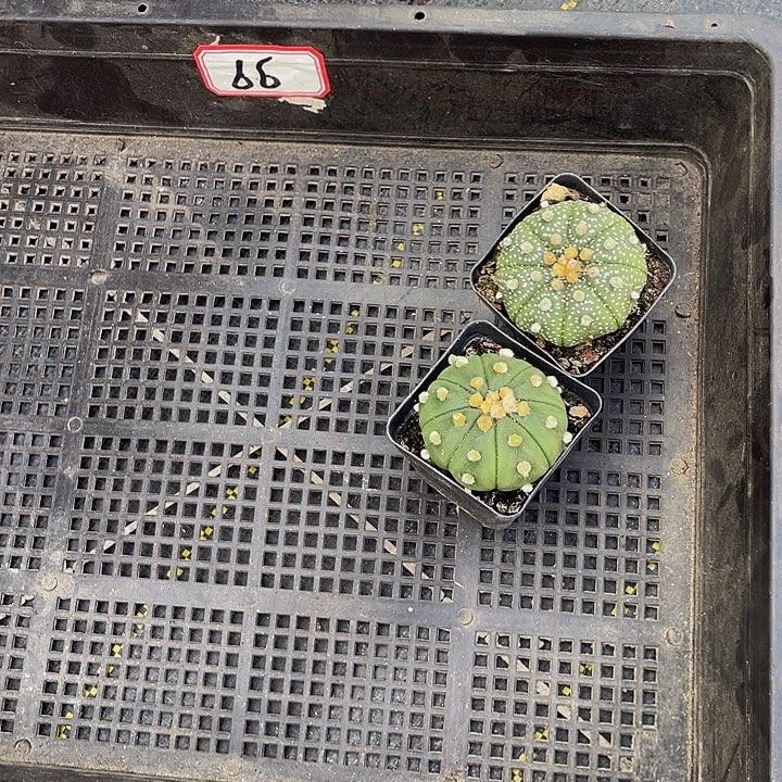 小****66号筐带盆土发过