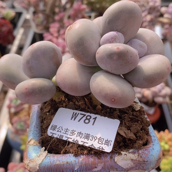 大叶奶肥炸叶781多肉植物