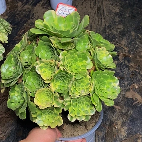 七彩琉璃老桩捧花615号