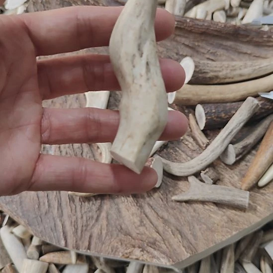 非金属鹿鹿鹿怪形角