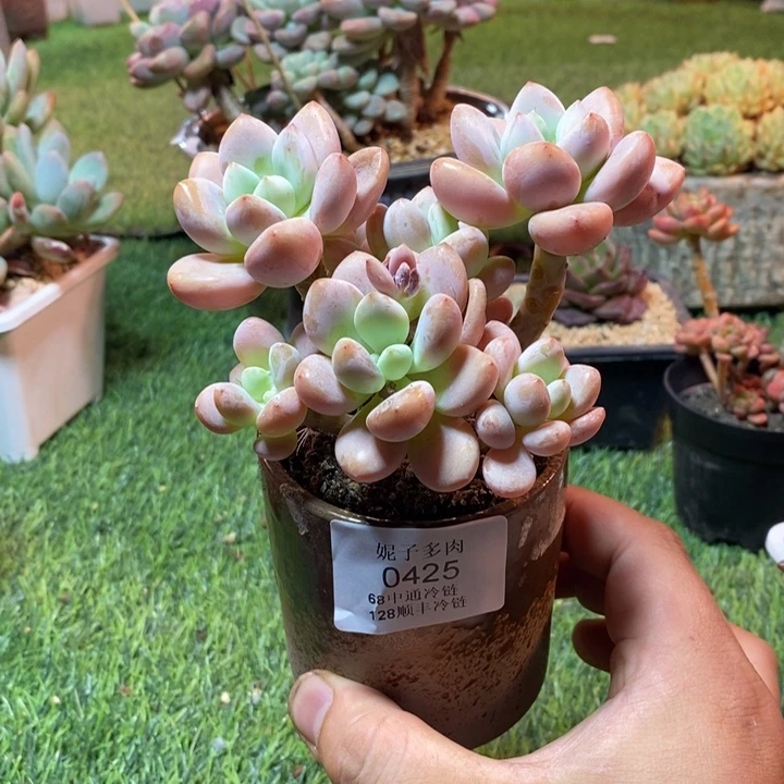 0425啊啊啊啊啊啊啊啊啊