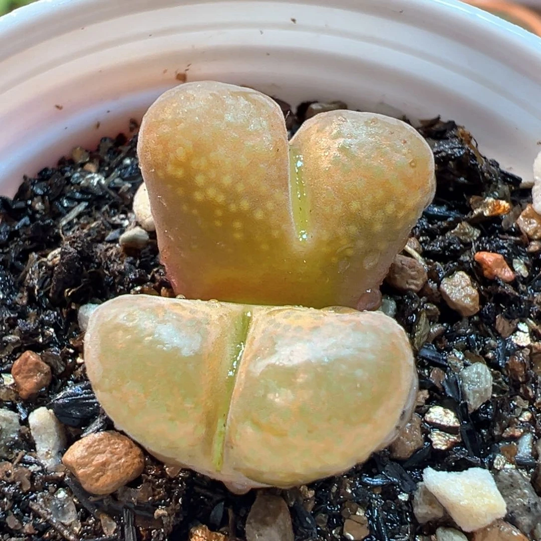 015多肉植物种类多样