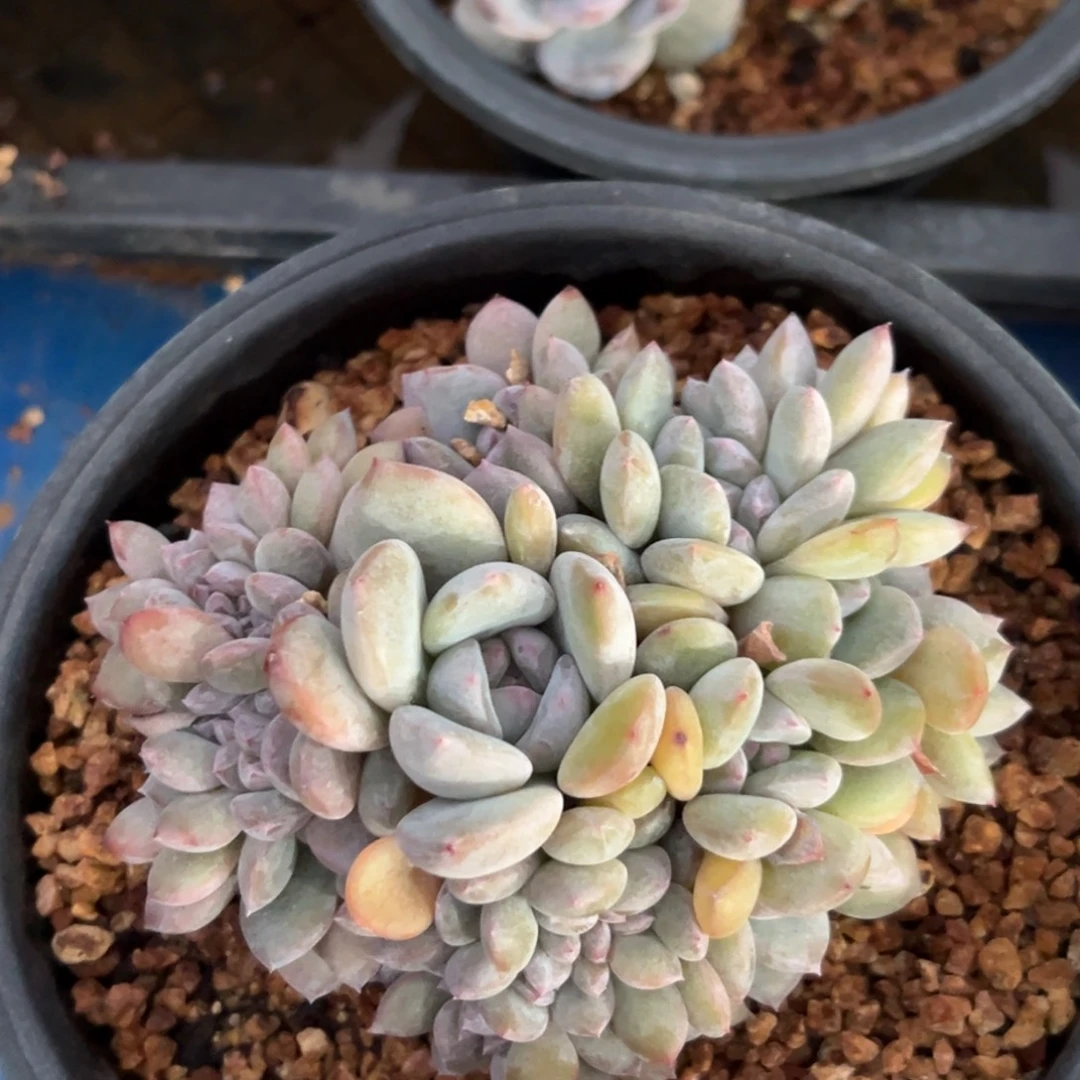 新年快乐 新年快乐