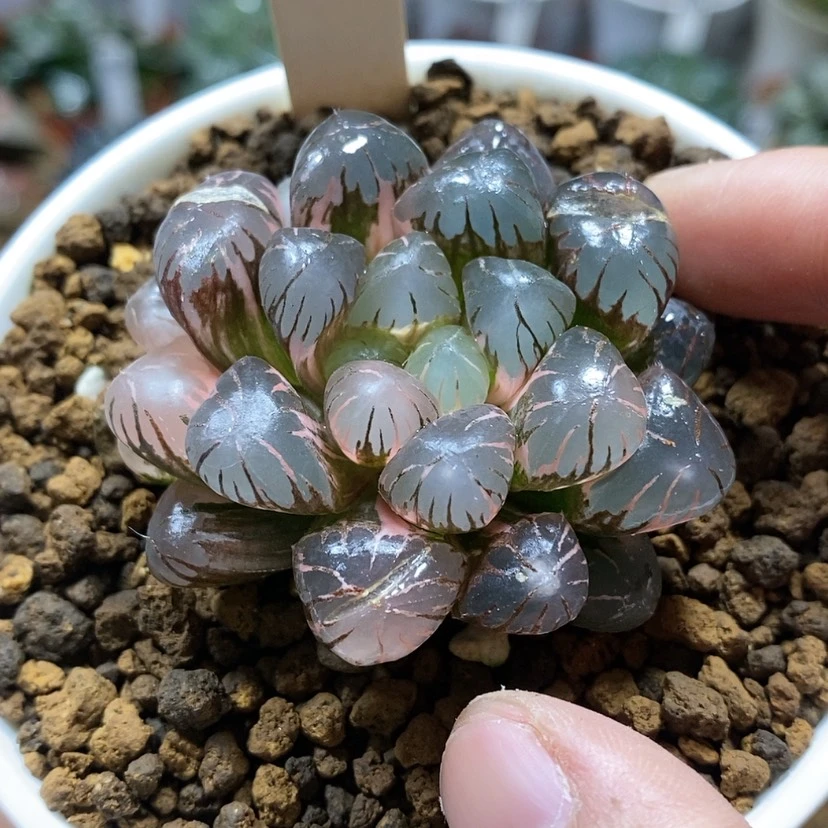 【闪购商品】9 ob冰灯