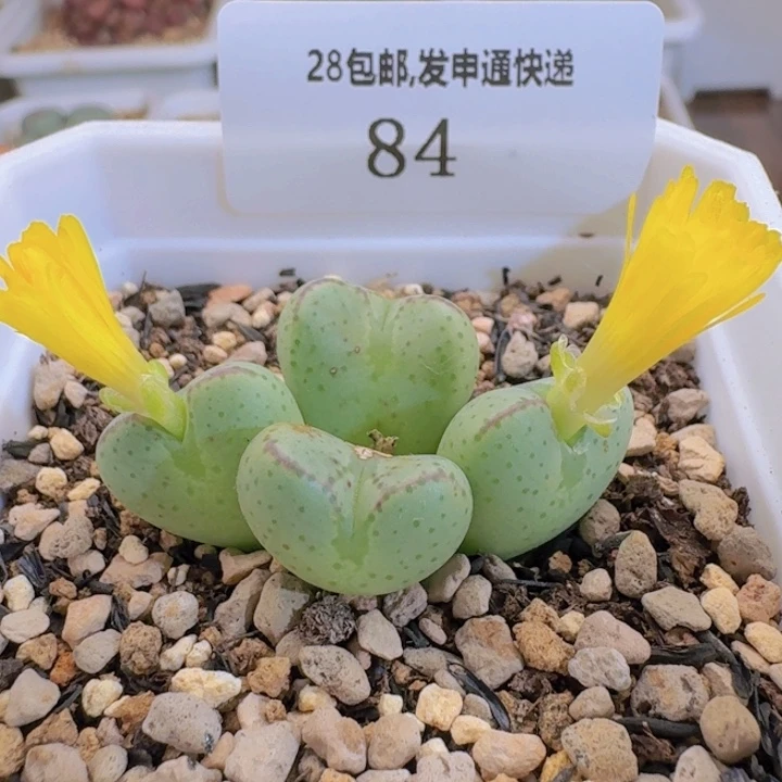 84。