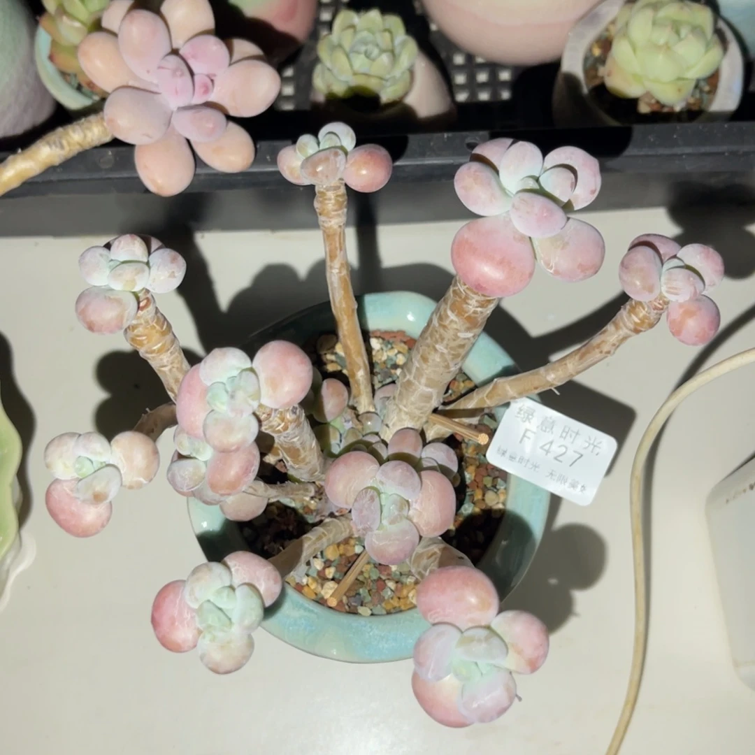 无**王427 带陶瓷盆发货 满28包邮