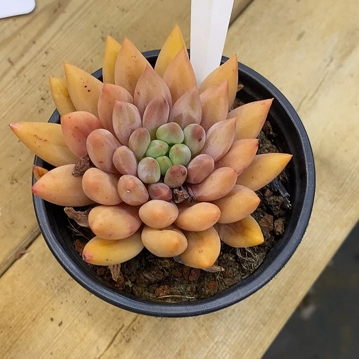 ©*720053红蜻蜓去拍