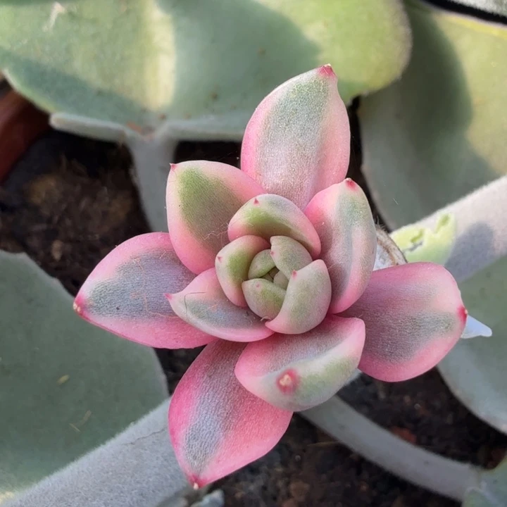 紫水晶锦腹轮锦模特白腹轮锦