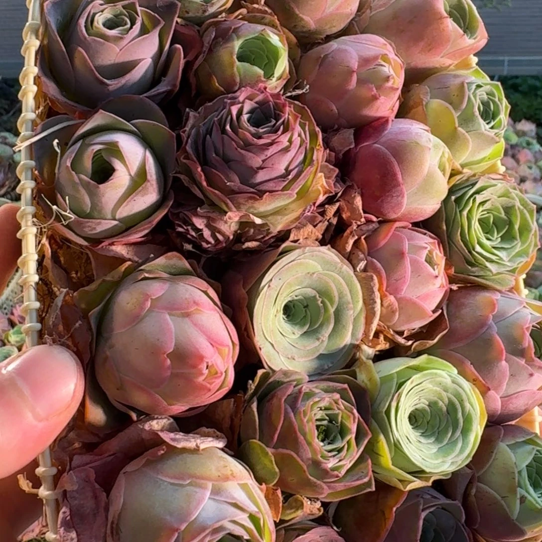 A849 玫瑰花篮组合