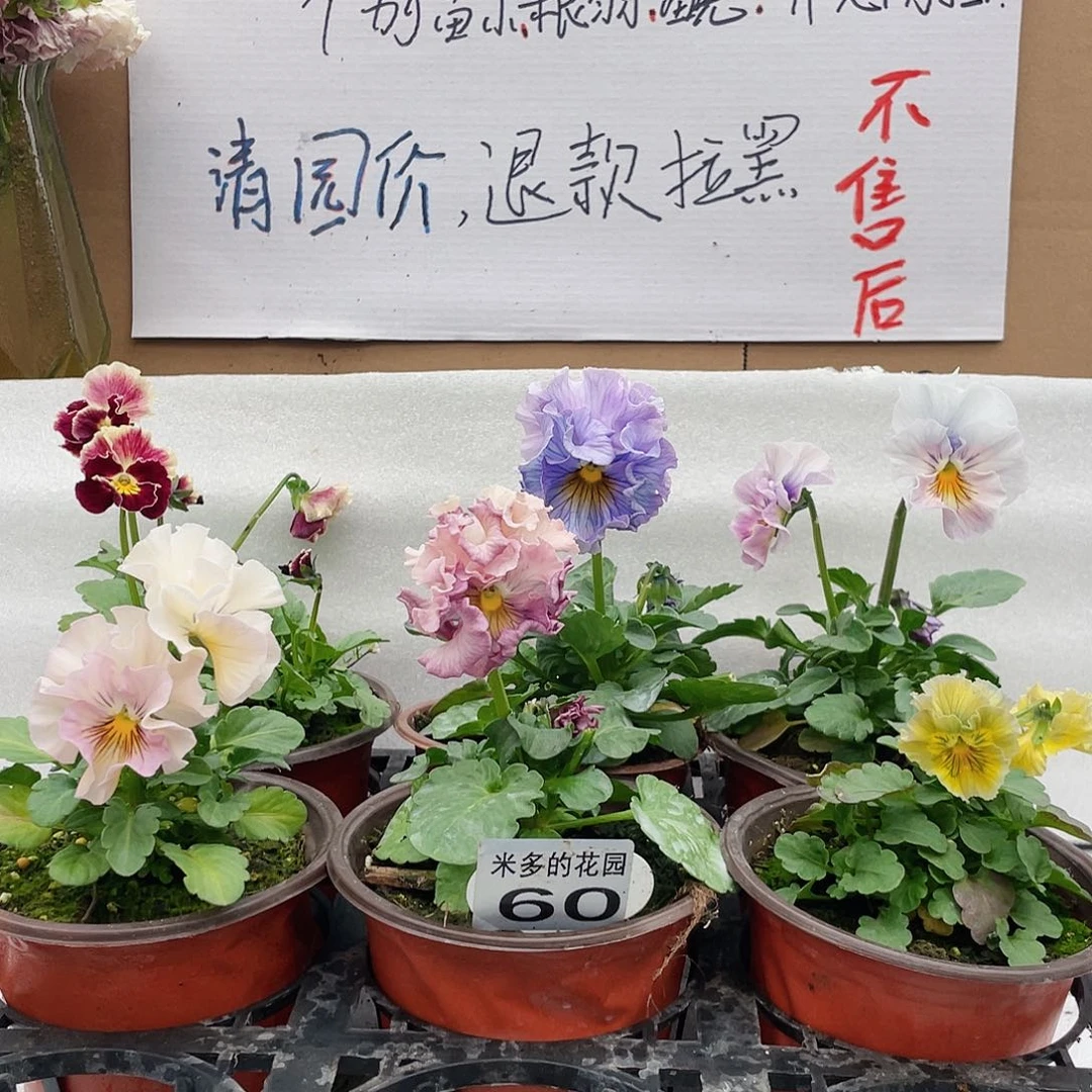 大部分花苞少量开放60