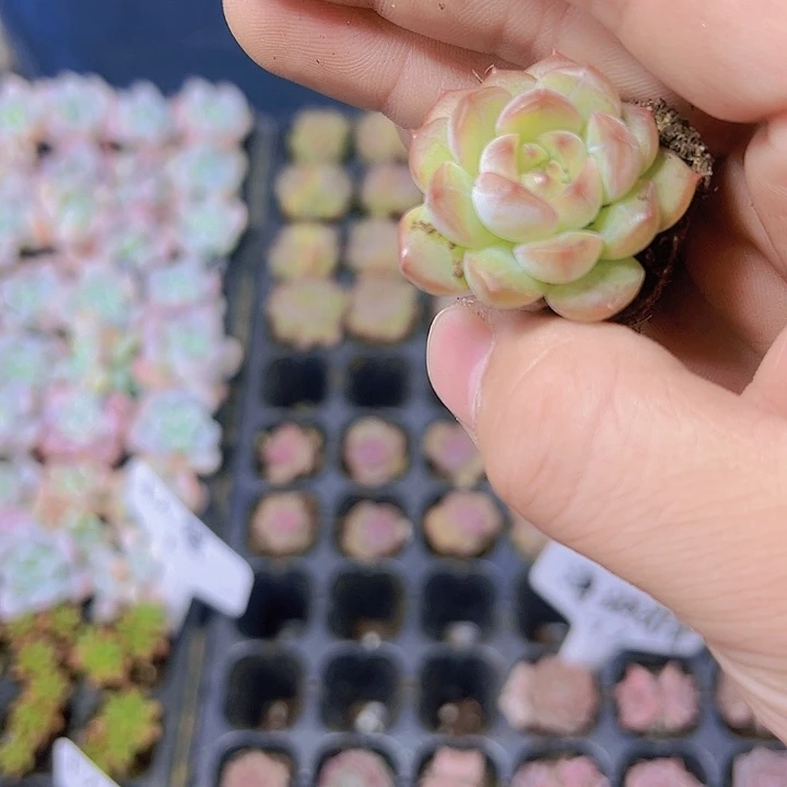 葡萄珍妮 满10颗包邮