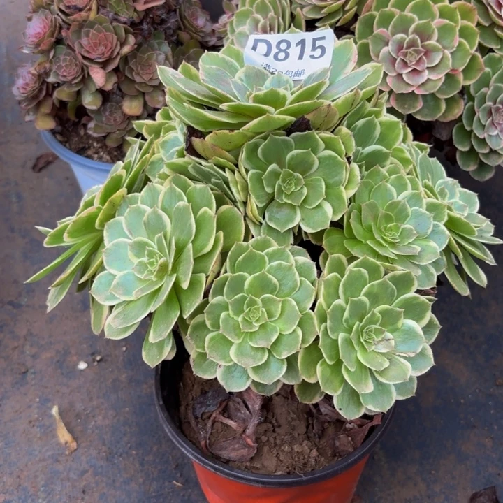瑞妈多肉园艺815。粉花妖