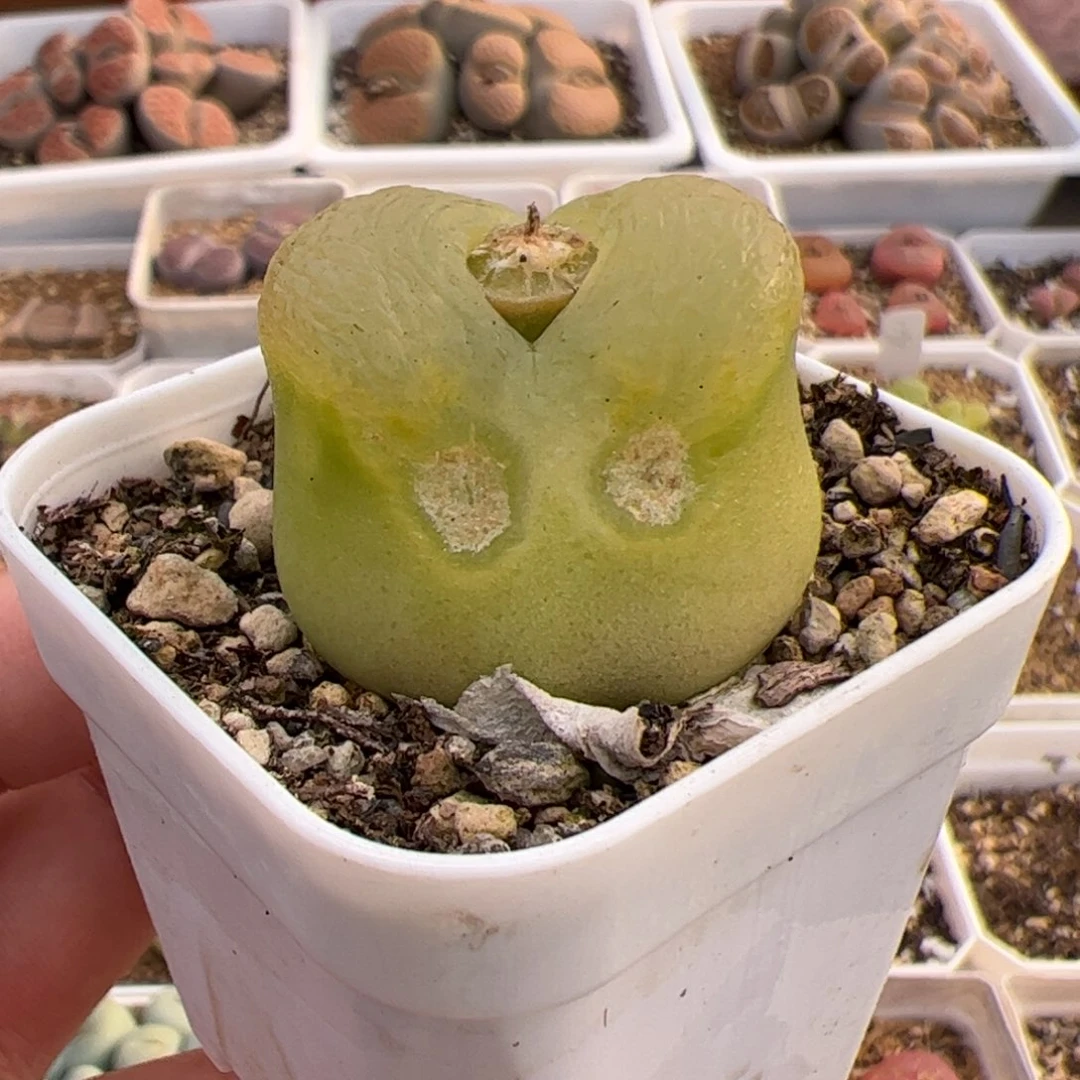 043号O泡 多肉植物