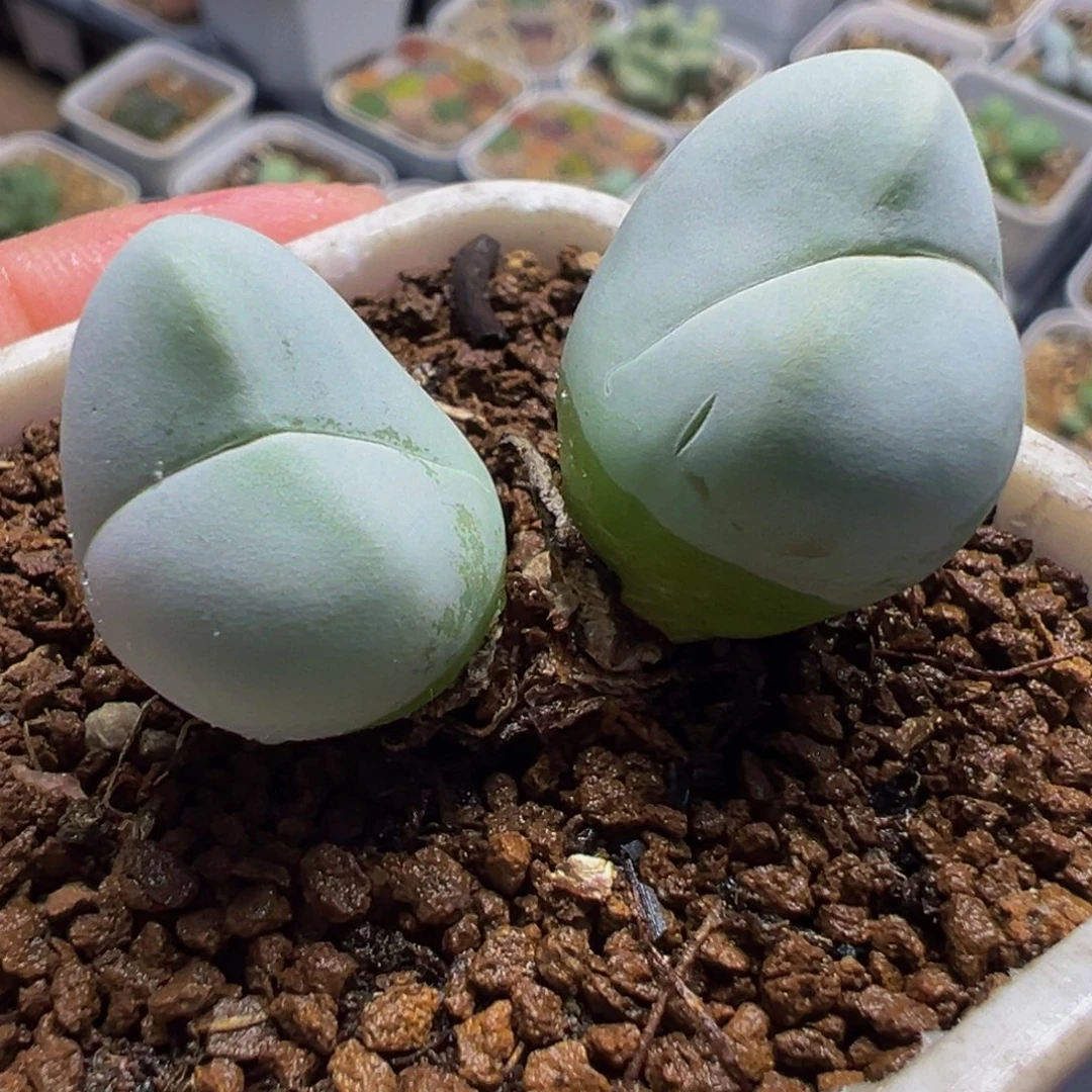 758多肉植物种类d