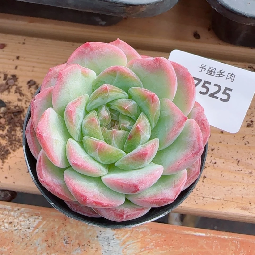 绿心粉边，7525多肉植物