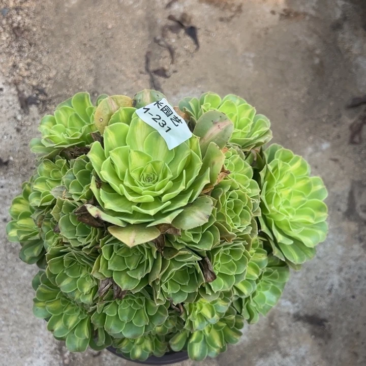 翡翠琉璃多肉植物231
